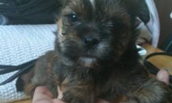 beautiful baby shorkies two girls two boys with gorgeous coloring . Dad is a pure bred yorkie imported from USA pedigree is available for viewing mom is full shih tzu the puppies are a month old so we are taking deposits now of $200 then the rest of the