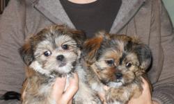 Shorkies, the most adorable,cutest little Shih-tzu Yorkshire Terrier mix puppies. 2 females, 3 males , 8 weeks old. Playful, curious, love to be held. Puppies are raised in a family home with lots of love. Also take home a toy and food and blanket to make