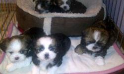 Shuz tzu puppies for sale,
Pure breed, mother and father on site.
$550.00 firm
Includes: First Vet check and First Needle
4 males and 1 female.
Will be ready for Nov. 5/11
Please Call 519-771-5667