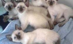 Very old blood lines!!! We have the sweetest little Siamese babies ready to go to their new homes, Vaccinated and dewormed on a regular basis. With Health certificates. Kitten Food 2 weeks supply. With Registration Certificate. We take deposits. Please