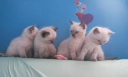 ONLY 1 LEFT.1 MALE SEAL POINT..
they all have himayalan personatilys.They are hand raised with childern and other cats.mother is siamese and dad is siamese/himalayan, kittens will be dewormed first months flea treatment,.PHONE CALLS ONLY KITTENS WILL BE