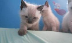 (PRICE REDUCED)ONLY 1 LEFT.1 MALE SEAL POINT..
they all have himayalan personatilys.They are hand raised with childern and other cats.mother is siamese and dad is siamese/himalayan, kittens will be dewormed first months flea treatment,.PHONE CALLS ONLY