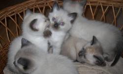 Beautiful Siamese kittens for sale.
Healthy and well socialized .
Seal point and possibly blue point.
Will be ready to go after December 9th.