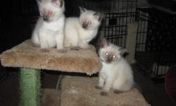 We at Windever Kennel have our last litter of siamese kittens just about ready to go home.
2 boys left available to choose from.
Both parents are purebred. They are the 2 adults in the last photo.
Mom is here to meet.
These kittens are raised in our home
