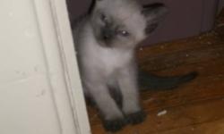 We have for sale 5 gorgeous Siamese kittens.All 5 kittens are males.Three of the kittens are Lynx point and two are Chocolate point.The mother is a Lynx point and the father is a Blue point.The kittens are de-wormed,vet checked,litter trained and very