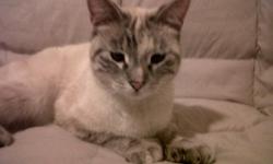 I am a beautiful female siamese mix cat who lived outside my life before now. I Would love a home with other cats and people who love to pay attention to me. I am loveable, friendly and like to play. I want an indoor, loving, long term home...