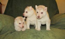 New litter of beautiful Siberian Husky puppies have just arrived. They will be available on Dec.18th and can be held till after Christmas if desired. They will have been dewormed, vaccinated and had first treatment of Advantage Multi.  Deposit of $100.