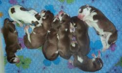 Christmas Siberian Husky Puppies are here!.  Mother is purebred, Red/White, 1 blue / 1 brown eye & Father is purebred, Red/White 2 blue eyes.  Litter are of Red/White color. Will not last, these puppies sell quickly.  Puppies will be vet-checked, first