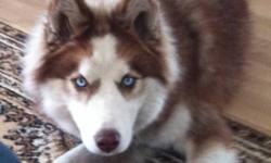 Siberian husky, red and white 8 month old puppy with bright blue eyes. Female spayed De-wormed , chipped and has shots. We have all the papers for her the price is $1000 OBO. She comes with leash, collar, puppy bed and chain, we have a dog house for her