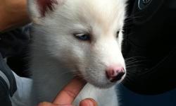two month old female siberian husky. pure white fur with beautiful blue eyes. First shot taken, de-warmed. ready to go anytime.
(come with comb, dog food and toys.)
sorry for the wrong number.