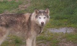 Zana is a beautiful Siberian husky cross. She's aproximatly six and a half years old. Used to be a sled dog, comes with harness. She is spayed. She does well with children and other dogs. However she doesnt do well with chickens and small farm animals