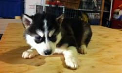 7 pure breed siberian husky puppies. 2 boys and 5 girls. only 2 girls and 1boy available now. #1 is boy #2 and #3 are girls