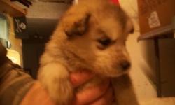 Xmas special Only $350! Purebred Siberian Husky puppies. Ready to go home. Great with kids and other pets. CALL 780 658 3978