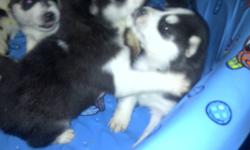 cute and cuddly siberian husky puppies, they are all black and white with bright blue eyes if interested call Arlene @ (905)829-2211(daytime) or (647)881-2548(evening&weekends) serious inquries only please