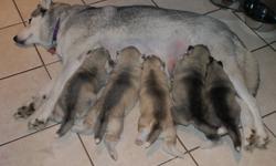 SIERRA'S HOPE SIBERIANS REG'D
 
ALL PUPS ARE CKC REGISTERED, SOLD ON NON BREEDING CONTRACTS, 2 YEAR WRITTEN HEALTH GUARNTEE, VET CHECKED AND 1ST SETS OF SHOTS, MICRO CHIPPED, DEWORMED 3 TIMES, 6 WEEKS OF PET PLAN INSURANCE AND LOTS OF VALUABLE INFORMATION