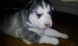 HI IM PLEASE TO SAY MY WONDERFUL DOG HAD PUPPYS AND WASNT EVEN EXPECTING SO WE ONLY HAVE ONE PUPPY FOR SALE HE IS A MALE SIBERIAN HUSKY PUPPY AND WILL HAVE NEEDLES AN DEWORMING UP TODATE WHEN HE IS READY TO GO ALSO HAVE A COPY OF HIS HEALTH RECORDS I AM