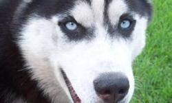 Siberian Husky Pups
1 black & white Male
2 cinnamons female/male
BLUE EYES
 
Raised in a family environment and very well socialized.  Parents are both registered
mom is bi-eyed black and white
dad is blue eyed black and white
If you have any questions,