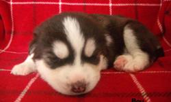 We have 6 adorable siberian husky puppies ready to go to their new homes after
January 20, 2012. 4 males and 2 females.
Mom is silver and white, and Dad is brown and white. All the pups have got blue eyes. They'll have their first shots and vet check.
We