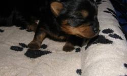SILKY TERRIER MALE PUPPY CKC REGISTERED. WILL HAVE FIRST NEEDLE, TATTOOED, DE-WORMED, VET CHECKED AND HEALTH GUARANTEE. SILKY TERRIER IS A HYPOALLERGENIC NON SHEDDING TOY BREED. THE SILKY IS SIMILAR TO THE YORKIE  BUT IS A  BIGGER DOG WEIGHING  BETWEEN 8