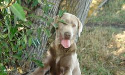 Are you in the dog house?  What better way to get out than to put one in!
 
We are a Registered Breeder of the Rare and Beautiful Silver and Charcoal CKC Registered Labrador Retrievers located in Lacombe County. 
Our two main goals are to provide you with