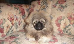 Sleeve Pekingese
Adorable animated little guy ! Full of personality and NRG!!! . Loves to be cuddled and brushed . Has all his shots and has been dewormed . Parents are both under 10 lbs . He has a flat face , no problems with nasal nares and has a thick