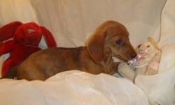 These are older pups, but still very much puppies. They were not advertised at their younger age. They really are beautiful.
 
5 beautiful Mini Dachshunds. Great temperaments, very nice conformation, and happy little bunch of wiener dogs. 
Good with
