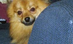 Smiley's info...
Breed: Pomeranian
Sex: Male
Age: Adult
Size: Small 25 lbs (11 kg) or less
Color: Reddish brown
Smiley is...
Housetrained
Good with Kids
Good with dogs
Up to date with shots
Already neutered
Purebred
Smiley's story...
Hi there. I?m Smiley,
