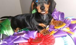 Beautiful CKC Reg. Mini Dachshund Pups
Smooth Coat
Male $500 and Female $600  pups
Great Family Pet
Low Shed Breed
Should Mature To 8 to 10 pounds full grown
Vaccinated, Dewormed Ready to Go
2 Year Health Guarantee
 306-869-2559