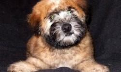 Soft Coated Wheaten Terrier puppies, only 1 male puppy left, he is a real sweet heart, quiet and very affectionate.  Puppy will comes with first vet check, vaccinations, de-worming every two wks, guarantee, life time support and take back policy. Mother
