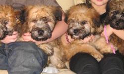 Our beautiful Soft Coated Wheaten Terriers are cuddly and adorable. We have our children interacting with them all the time and they love to play! They are in a good home and have been health checked and come with a health guarantee. Please call James or