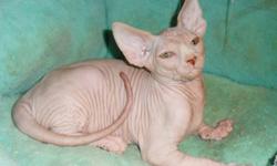 We have CFA Sphynx kittens available. Our parent cats are all tested, blood typed and HCM scanned. We give a full working guarrantee with very kitten. Each kitten comes complete with CFA papers, micro chip, already spayed or neutered for you, shots and 8