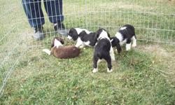 3 CKC REG MALE PUPPIES AVAILABLE. Ready to go to their loving
forever homes. The puppies all come with their up-to-date shots,
dewormed, vet checked, health guarantee,eye checked, CKC tattooed,
tails docked, dew claws removed, and on a non-breeding