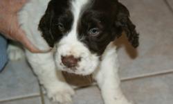 one male and one female left, the father is pure Springer spaniel and the Mother is Britney Spaniel.Very good hunting dogs?  all are liver and white. Both parents on site . Pups are de-wormed.. If interested please call 519 436-6294