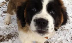 3 month old make st Bernard. First shots. Good with other animals and kids. Just don't have the time at the moment for a puppy. Looking for a good home for him.
This ad was posted with the Kijiji Classifieds app.