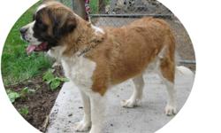 Young adult female seeks a new home where she will get the attention she deserves....prefer a family that is familiar with large breeds or has owned St Bernards before......she is a nice big girl with a great personality
 
 
    **** Please note:  I've