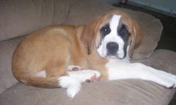 Purebred male St Bernard pup. First and secound shots, dewormed. Very laid back personality. Good with children. Must go. Please call 519-669-2186. This add was not posted by the owner but by a friend. Please do not call Sundays.