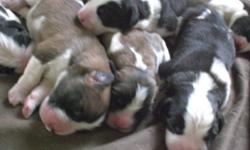 We have 8 gorgeous St.Bernard puppys.Both parents are here to veiw also