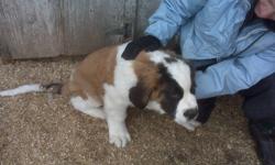 These cute and adorable puppies are looking for their very own loving home. Please take time and peek at our pictures. You can see that they would be a great addition to any family.
2 male pure breed St.Bernard puppies. First and second shots, dewormed.