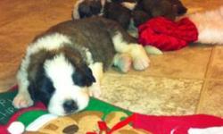 Don't be fooled by others on here claiming to be breeders. We are knowledge on the breed and have had both our male and female fully checked out for medical or genetic issues. Our pups come with a full health guarantee.
Saint Bernard puppies for sale.