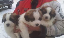 Great Pyrenees,St Bernard cross pups for sale,2 females and 1 male.The father is Pyrenees,mother is the St Bernard.
