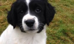 Very rare male Staby Hound puppy, pure bred, vet-checked, 1st shots & dewormed.
This is a very special breed from Holland. These puppies are hypo-allergenic, highly intelligent, and love children! He is very sweet, playful & lives to cuddle.
If you are