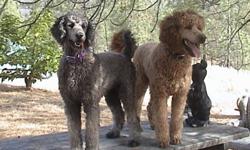 Beautiful Standard Poodle Puppies 5 apricot and  1 cream. CKC registererd, Vet Checked. I have both parents, grandmother. Calm and gentle. Delivery is available to approved homes. Tails are not docked. For show, agility or companionship. Please contact