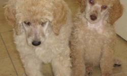Willow Creek Standard Poodles
 
AKC Registered Leonardo (Chocolate) and AKC Registered Alley Cat (Apricot) are expecting babies Feb 3, 2012.
 
Puppies will come in all colors: cream, chocolate, black, apricot and chocolate
They will be ready for their new