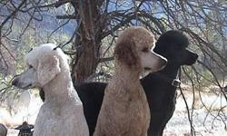Beautiful calm Standard Poodle pups   Top bloodlines
CKC Registered    1st & 2nd shots   Tattooed   Tails undocked
 
Looking for great loving homes in BC area for companionship, show, and agility.  "Poodle Worthy People" only need apply!  Pups are a cream
