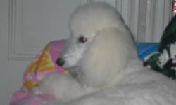 White Standard Poodles puppies, CKC Registered, first shot, vet checked, microchipped. lovingly raised in our home.  Parents have been tested and are both champions. Sold with non breeding agreements.