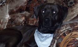 Beautiful lab mix intact male looking for an excellent home only. 
 
He is three years old and very friendly.  Excellent around children and other animals. 
 
He is very active outside and loves playing fetch, yet he is very calm and quiet inside.  He