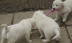 Golden Retriever Puppies available from a reputable breeder!
 
We Breed the English, European and Canadian lines.
 
We have puppies that are ready to go for there ever home!
 
We have have puppies that are 8 weeks old males and females available cream to