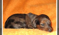 Stunning Female Silver Dapple and Stunning Chocolate Dapple Longhaired Miniature Dachshunds Available
 
Will be well socialized with our family and other dogs as well as vet checked and vaccinated.
 
Included with your new puppy will be a current health