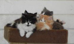 Absolutely stunning litter of beautiful healthy kittens.  Coat is dense, thick and long (like spun cotton).  Mom is a calico Angor X Persian and dad is a flame point Himilayan.  Kittens are socialized and friendly.  Vet checked, vaccinated, dewormed and