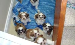 SUPER CUTE AND READY TO GO MALSHIS
 
We only have 1 female, She is pee pad trained and can go to her new homes TODAY
Malshis are a cross between a Maltese and a Shih Tzu.
She will grow to approx 10 pounds 
She have been raised in our home with our young